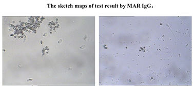 Набор теста мужской плодовитости СпермФунк для сперматозоидов покрытия антитела ИгГ определения